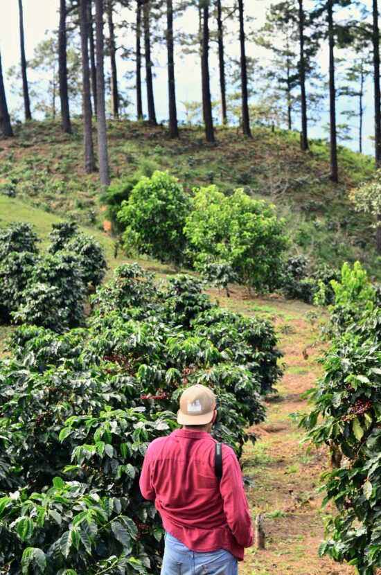 Five Coffee Farms Where You’ll Want to Volunteer