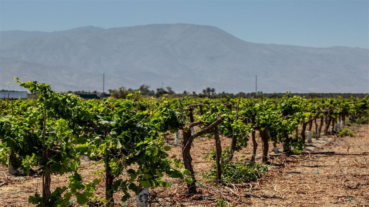 Will Climate Change Help Hybrid Grapes Take Root?