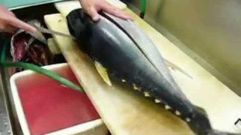 まぐろ FISH kihada maguro 11,7KG  yellowfin   Cutting Tuna Fish   sushi　　part 1