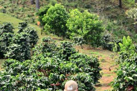 Five Coffee Farms Where You’ll Want to Volunteer