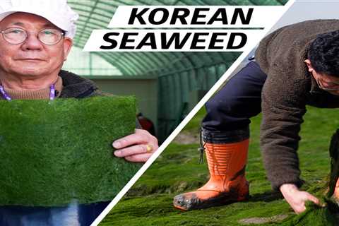 The Trick to Harvesting the Most Delicious Seaweed in the Ocean