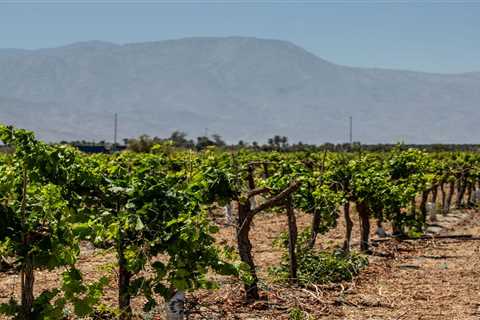 Will Climate Change Help Hybrid Grapes Take Root?