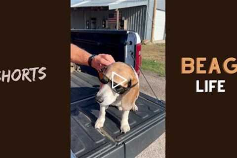 Beagle Life! #shorts