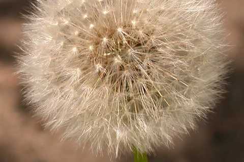 A Closer Look at the Dandelion Plant