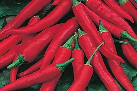 What Are the Medicinal Benefits of Pepper Cayenne?