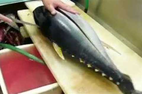 まぐろ FISH kihada maguro 11,7KG  yellowfin   Cutting Tuna Fish   sushi　　part 1