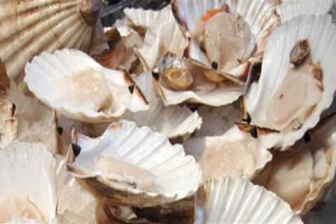 The Difference Between Fresh and Dried Scallops