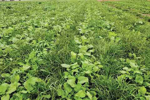 Benefits of Cover Crops