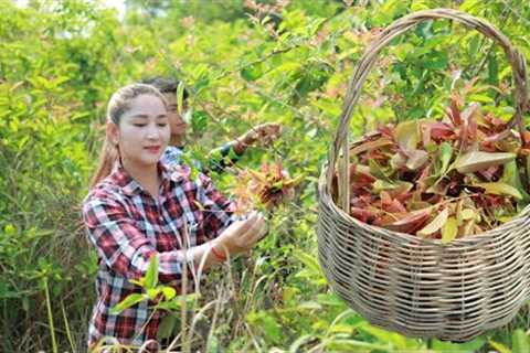 If you try these Sour Leaves, your soup will be more delicious | Vegetable in Forest