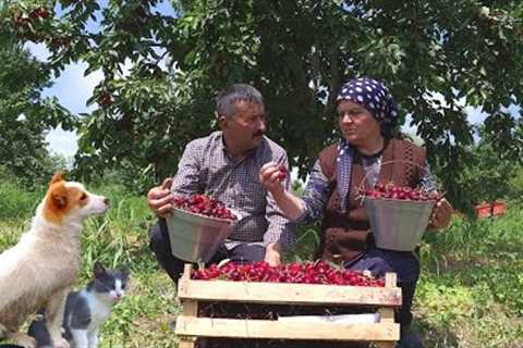 Harvesting Cherries and Preserve for Winter, Outdoor Cooking