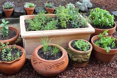 How to Plant a Culinary Herb Garden! DIY Kitchen Garden