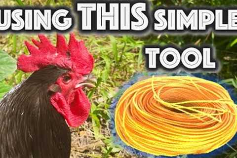 How to Catch, Cook, and Serve a Deliciously Chicken Tinola -- DIY Kamalig Table Part 1! Countryside