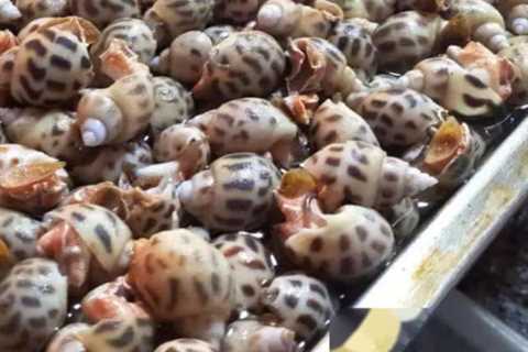 探索鲍鱼世界：在哪里可以找到它们