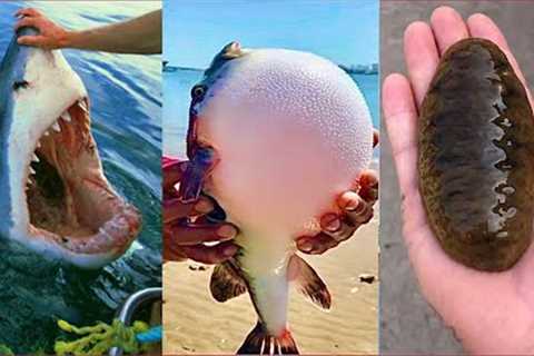 Catching Seafood 🦀🐙 ASMR Relaxing (Catch Shark , Catch Fish ,Deep Sea Monster ) - Tik Tok #389