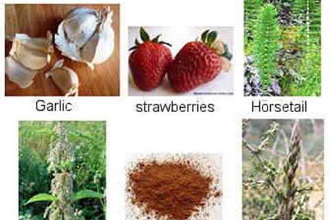 Herbs for Reducing Symptoms of Edema