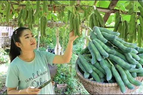 Have you ever seen or cooked this beans before? - Yummy big green bean recipe - Cooking with Sreypov