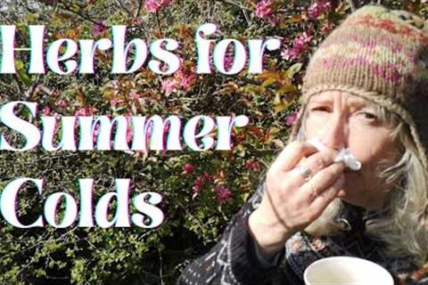 Herbs for A Summer Cold