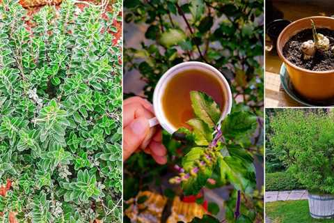 Herbs For Making Herbal Teas For Relaxation