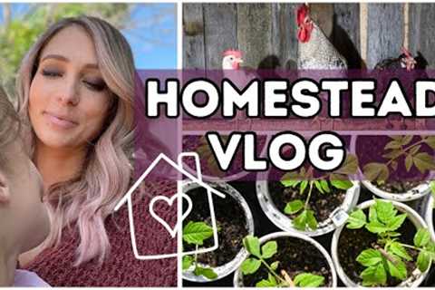 Homestead Vlog | Diy Chicken Roost | Seed Stockpile | Easy & Delicious Dinner