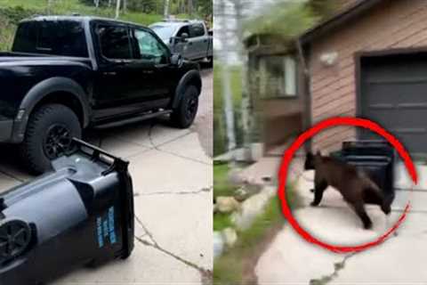 Bear Opens Truck Door to Look For Food