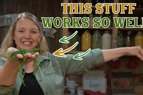 Throw away your Antibiotic Ointment! (Make your own EASY Herbal Salve!)