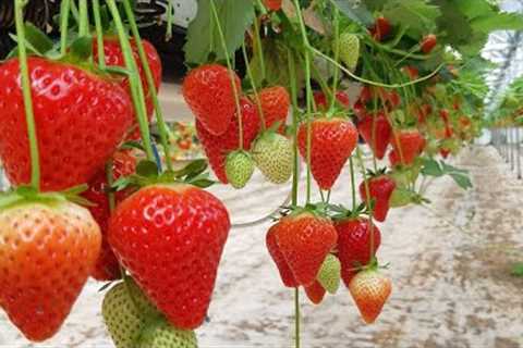 MAKE JAM AND FRUİT PULP RECİPES WİTH STRAWBERRİES 🍓 EASY AND DELİCİOUS❗ village cooking