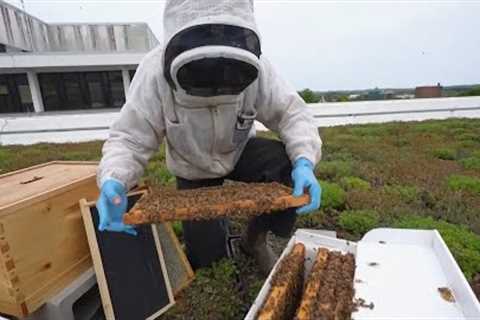 Bees Are Living on Government Buildings