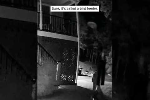 Virginia Bear Tries to Steal Bird’s Food — and Fails #shorts