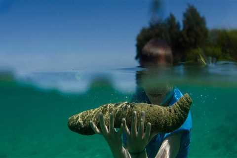 The Health Benefits of Sea Cucumber: A Comprehensive Review