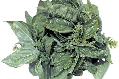 The Perfect Herb - Fresh Vs Dried!