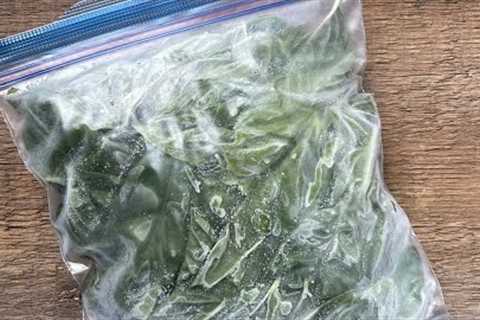 The easiest, fastest, best way to FREEZE BASIL!
