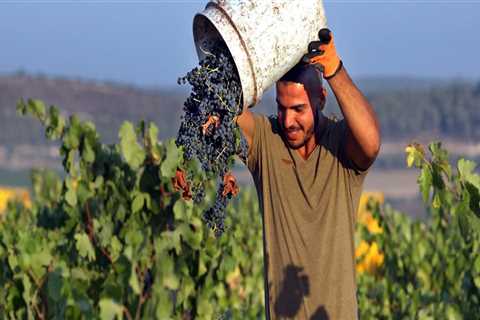 Exploring the History of Wine Production in Northwestern Louisiana
