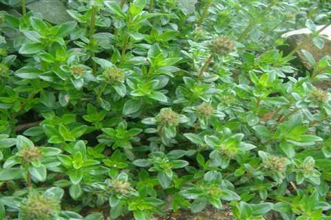 Oregano - The Classic Herb For Italian Cuisine!