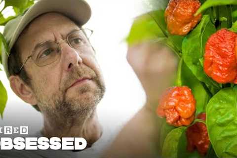 How This Guy Made the World''s Hottest Peppers | Obsessed | WIRED