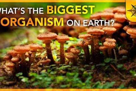 What''s The BIGGEST Organism On Earth?