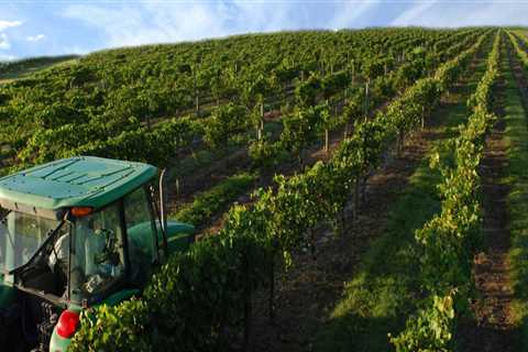 Unlock the Secrets of Winemaking in Central Florida