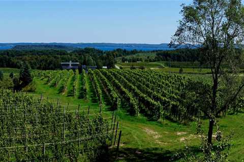What is the Average Age of Vines Used to Produce Wine in Northwestern Louisiana?
