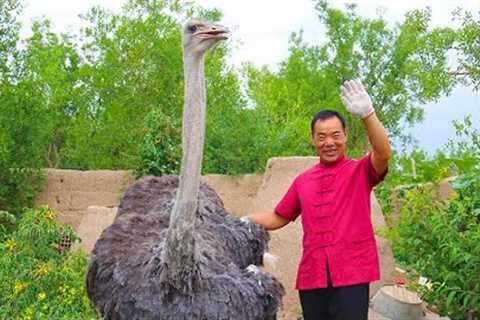 Bought a ostrich and bake it in kiln for half a day｜Uncle Rural Gourmet