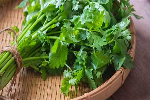 Cilantro: Everything You Need to Know