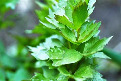 Lovage - Uncovering the Celery-Like Herb With a Twist!