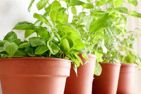Drying and Storing Herbs 101!