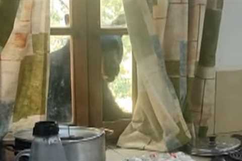 Massive Bear Shatters Homeowner’s Kitchen Window