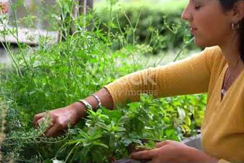 Best Herbs to Grow In Your Home Garden for Beginners
