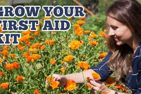 Must Have Herbs for Your FIRST-AID KIT
