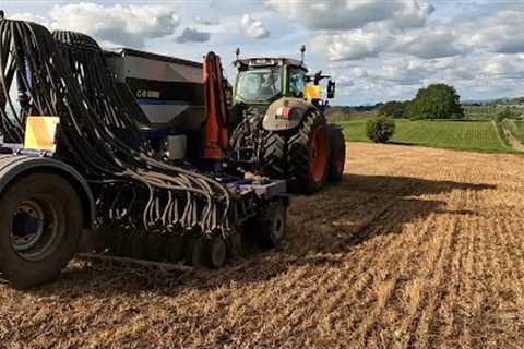 Beautiful Evening For Drilling Chicory, Maize Is Up In 7 Days! & My Favourite Cows On Heat