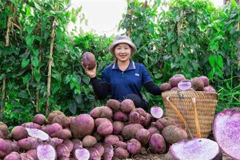 Harvesting Purple yam  and Cassava root to the market to sell! Lucia daily life