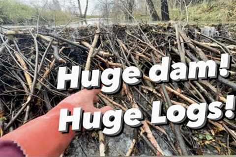 Very strong Beavers are living here! DAM REMOVAL!