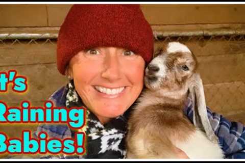 💖 It''s Raining Goat Babies! 💖