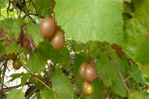 Grapes Grown in Central Florida Wineries