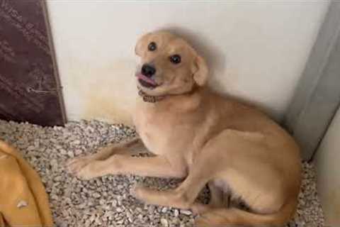 Rico needs more time! His leg is ok, he is playing with his friends but he needs time- Takis Shelter